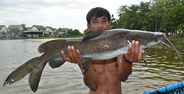 1743_Palm Tree Lagoon Fishing Park_Irrawaddy Mystus_Hemibagrus microphthalmus.jpg 1743_Palm Tree Lagoon Fishing Park_Irrawaddy Mystus_Hemibagrus microphthalmus.jpg